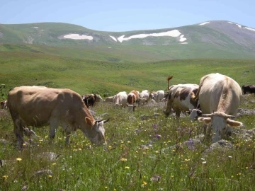 Urema yaylası görsel şölen oluşturuyor
