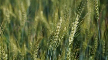 Üreticilere 3,5 ton buğday tohumu desteği
