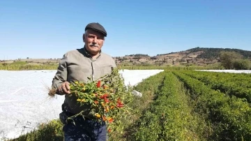 Üreticinin kırağı korkusu naylon gerdirdi
