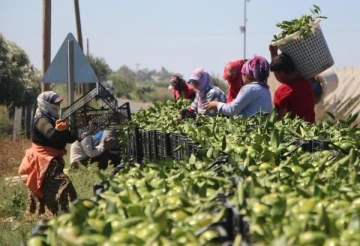 Ürün bolluğu nedeniyle erkenci mandalina para etmedi