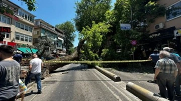 Üsküdar’da asırlık çınar ağacı devrildi