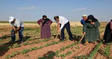 Vali Ayhan, tarım işçisi gibi çalıştı