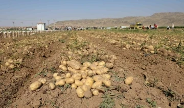 Vali Koç, çiftçilerle patates hasadı yaptı
