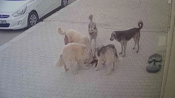 Van’da 5 köpek kediyi parçalayarak öldürdü
