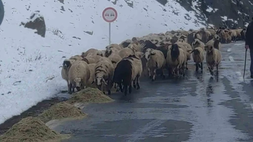 Van’da besicilerin zorlu kış mesaisi başladı
