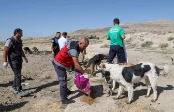 Van’da bir yılda 7 bin 500 sokak hayvanı tedavi edildi
