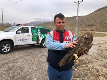 Van’da bulunan kartal tedaviye alındı
