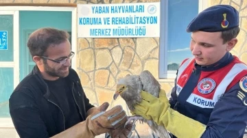 Van’da bulunan Mısır akbabası tedavi altına alındı
