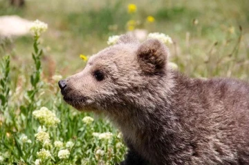 Van’da sevimli ayı yavrusuna ziyarete izin verilmeyecek
