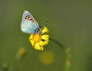 Van Gölü Havzası’nın kelebekleri uçmaya başladı
