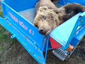 Vatandaşların bulduğu yaralı ayı tedavi altına alındı
