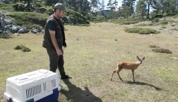 Vatandaşların yaralı halde bulduğu karaca yeniden doğaya salındı
