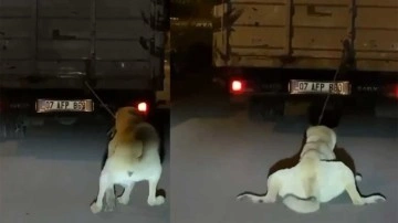 Vicdansız sürücü köpeği kamyonun arkasına bağlayıp sürükledi