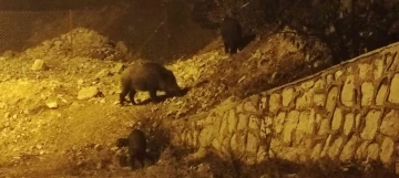 Yaban domuzları kente indi
