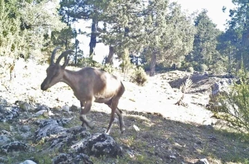 Yaban keçileri Burdur’a uyum sağladı
