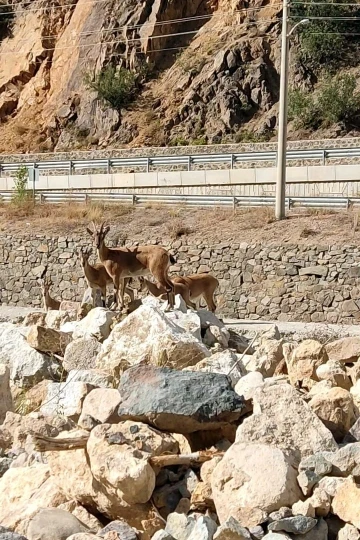 Yaban keçileri Torul ilçe merkezine indi
