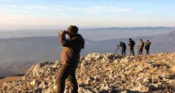 Yaban keçilerinin cinsiyeti, yaşı ve türleri belirleniyor