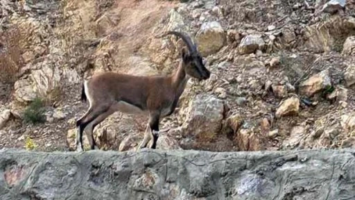 Yaban keçisi kesip 'Domates yıkadım' diyen şahsa 661 bin lira ceza!