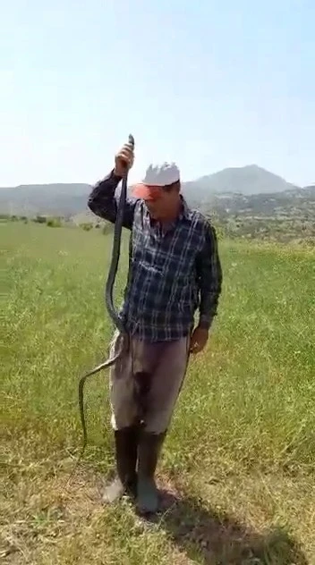 Yakaladığı yılanı canlı canlı kendi boyuyla ölçtü, ardından serbest bıraktı
