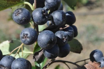 Yalova Aronyası Hasat Şenliği yapıldı
