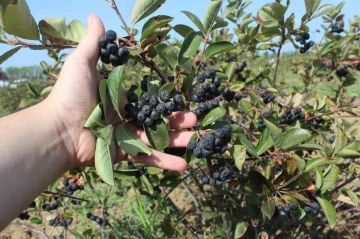 Yalova aronyasının kilo fiyatı belirlendi
