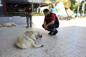 Yalova Belediyesi’nde sokak hayvanlarına aşı ve parazit ilacı uygulaması
