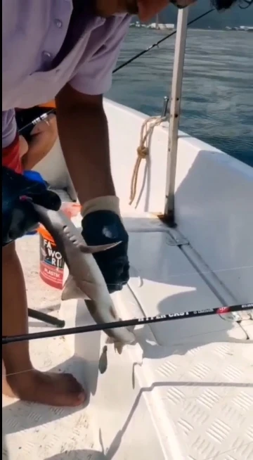 Yalova’da balıkçıların oltasına yavru köpek bağlığı takıldı
