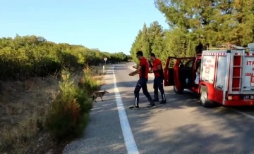 Yangına giden itfaiye ekipleri karşılaştıkları tilkiyi simitle besledi
