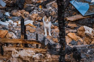 Yangında 6 yavrusunu kaybedip günlerce enkazdan ayrılmayan kedi, annesiz kalan yavruyu sahiplendi
