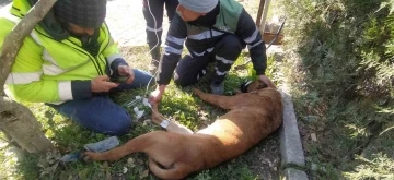 Yaralanan arama kurtarma köpeğine ilk müdahale Şile Belediyesi’nden
