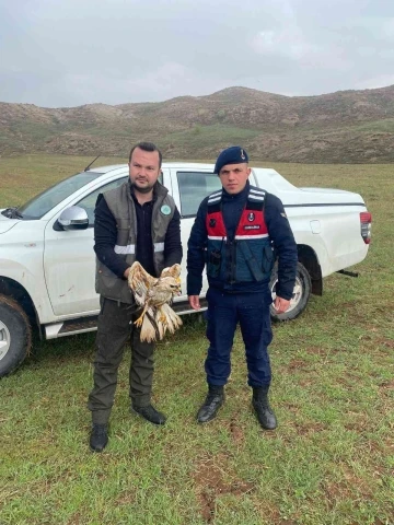 Yaralı bulunan Kızıl Şahin tedavi altına alındı
