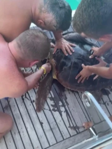Yaralı deniz kaplumbağasını tekne kaptanı ile tatilciler kurtardı