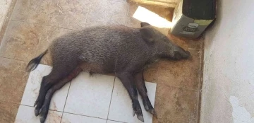 Yaralı domuz Milas’ta tedavi altına alındı
