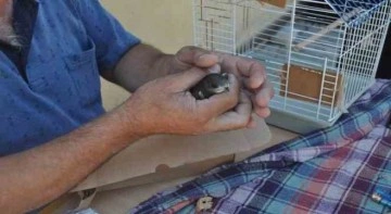 Yaralı ebabil kuşuna çevre esnafı yardım etti