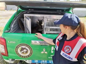 Yaralı halde bulunan karaca tedavi altına alındı
