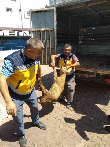 Yaralı halde bulunan karaca tedavi altına alındı
