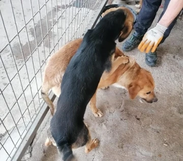 Yaralı halde terk edilen sahipsiz hayvanlara Turgutlu Belediyesi sahip çıktı
