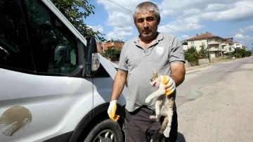 Yaralı kediye Yenişehir Belediyesi sahip çıktı
