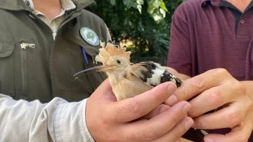 Yaralı kızıl şahin ve ibibik, tedavi altına alındı
