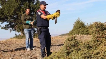 Yaralı kızıl şahinler yeniden doğaya salındı
