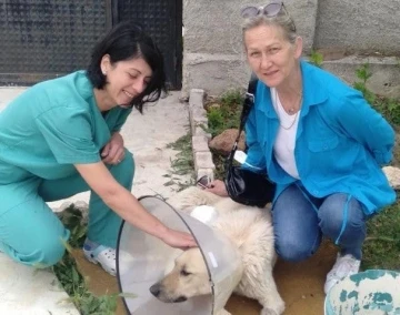 Yaralı köpek sağlığına Tepebaşı’nda kavuşuyor

