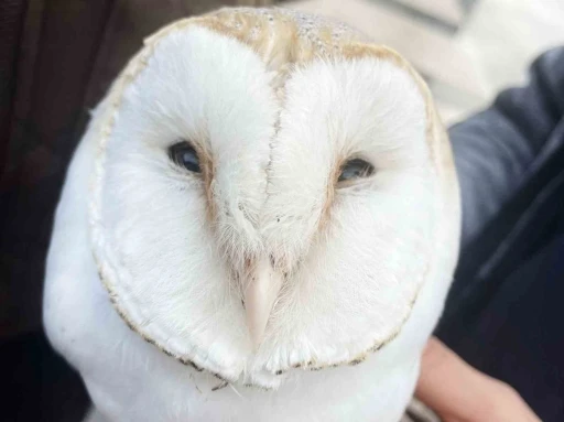 Yaralı Peçeli baykuş sağlığına kavuştu
