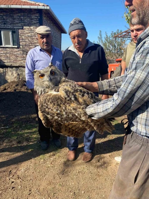 Yaralı puhu kuşu koruma altına alındı
