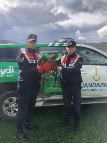 Yaralı şahine jandarma sahip çıktı
