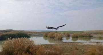 Yaralı saz delicesi, tedavisinin ardından doğaya salındı