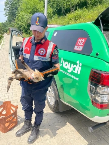 Yaralı tilkiye jandarma şefkati
