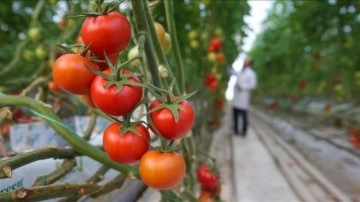 Yaş meyve sebzeden 2,3 milyar dolarlık ihracat yapıldı!