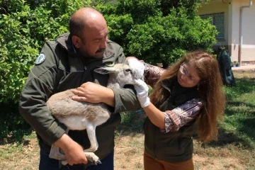 Yaşadığı bölgeden 450 kilometre uzakta bulundu
