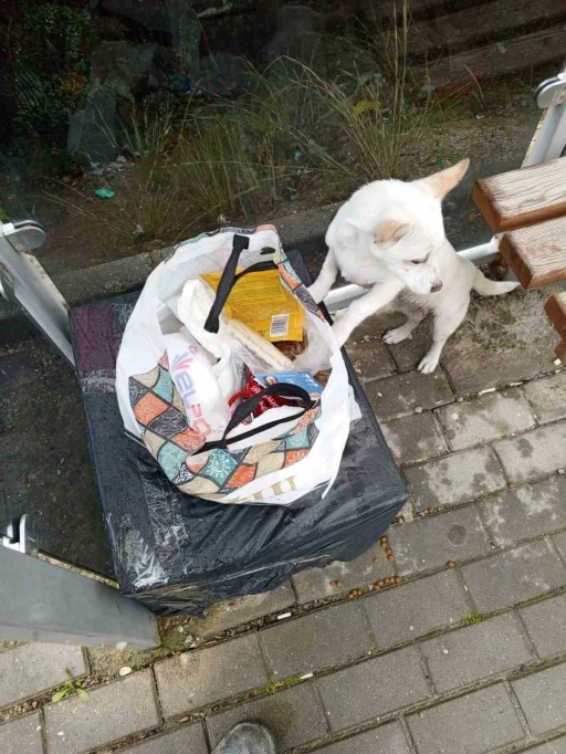 Yavru köpek soğukta &quot;Sahiplenin&quot; notuyla durağa bırakıldı
