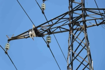 Yavru leylek, yuvasının bulunduğu elektrik direğinde telef oldu
